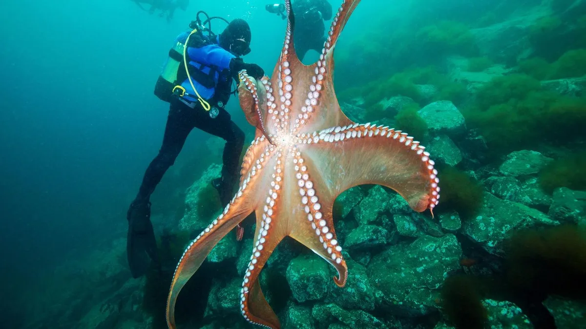 Klima: Immer mehr Tintenfische in der Nordsee – was bedeutet das?