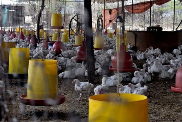 Zulia registra producción semanal de 1.200.000 kilos de carne de pollo
