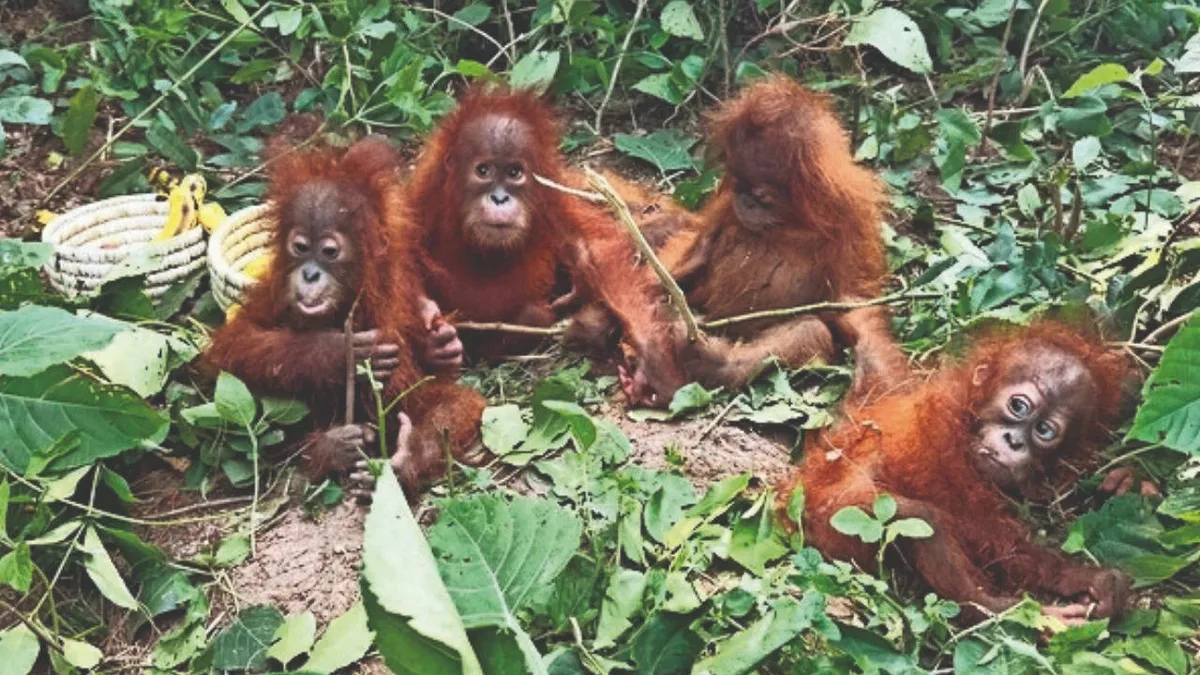 Indonesia seeks to repatriate five baby orangutans found in Odisha; trafficking network suspected