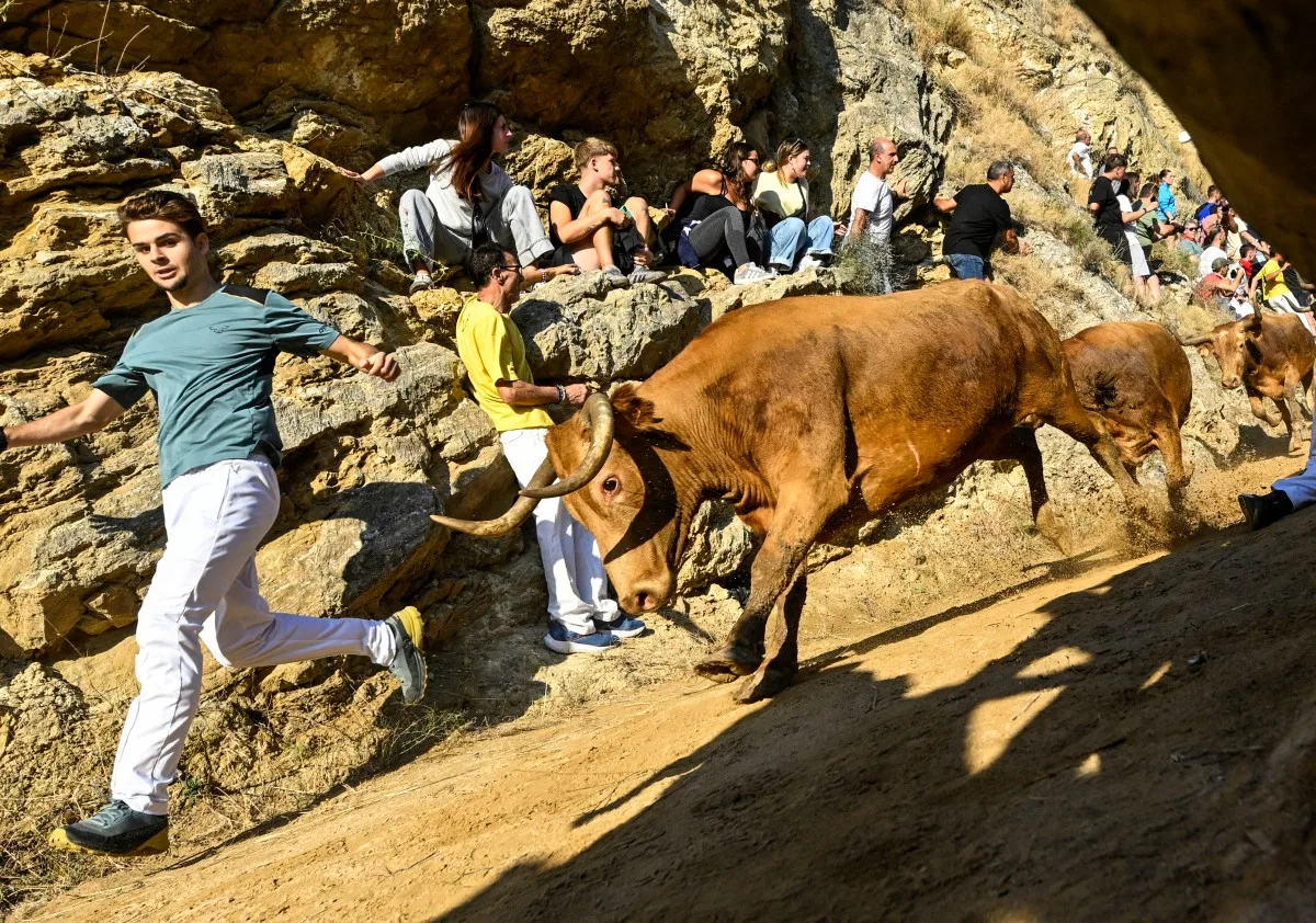 Correia, touros e penhasco: veja imagens do Encierro del Pilón na Espanha