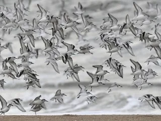 Climat. Comment l’homme perturbe le parcours migratoire des oiseaux