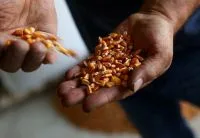 Compradores globais de trigo se preparam para custos mais altos