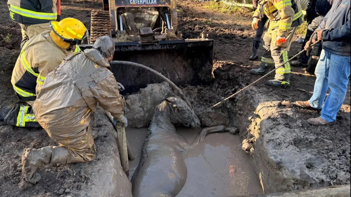 No horseplay by the hole: Crews rescue horse stuck in mud pit near Melfort, Sask.