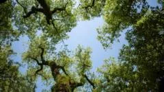 Council exceeds Surrey tree planting target