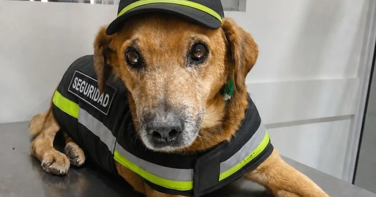 Campaña de adopción en Cipolletti: cinco mascotas buscan un hogar