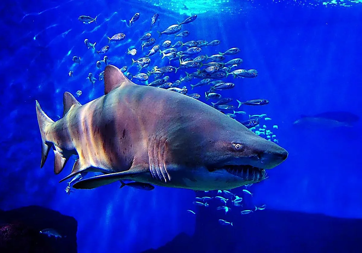 El Acuario de Sevilla abrirá en la Noche en Blanco: entradas limitadas ya a la venta
