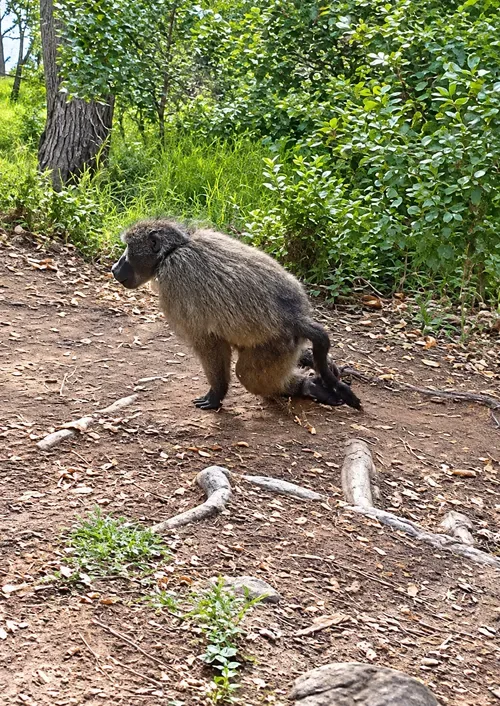 SPCA offers R5,000 reward after baboon Fluffy dies from pellet injuries