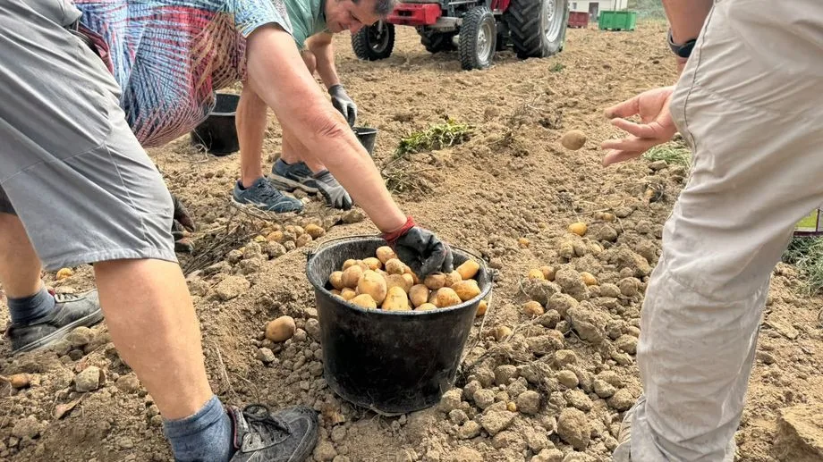 VIDÉO - Sécheresse : "Ça fait mal au cœur", les Restos du Cœur de Loire-Atlantique ont moins de légumes frais à donner