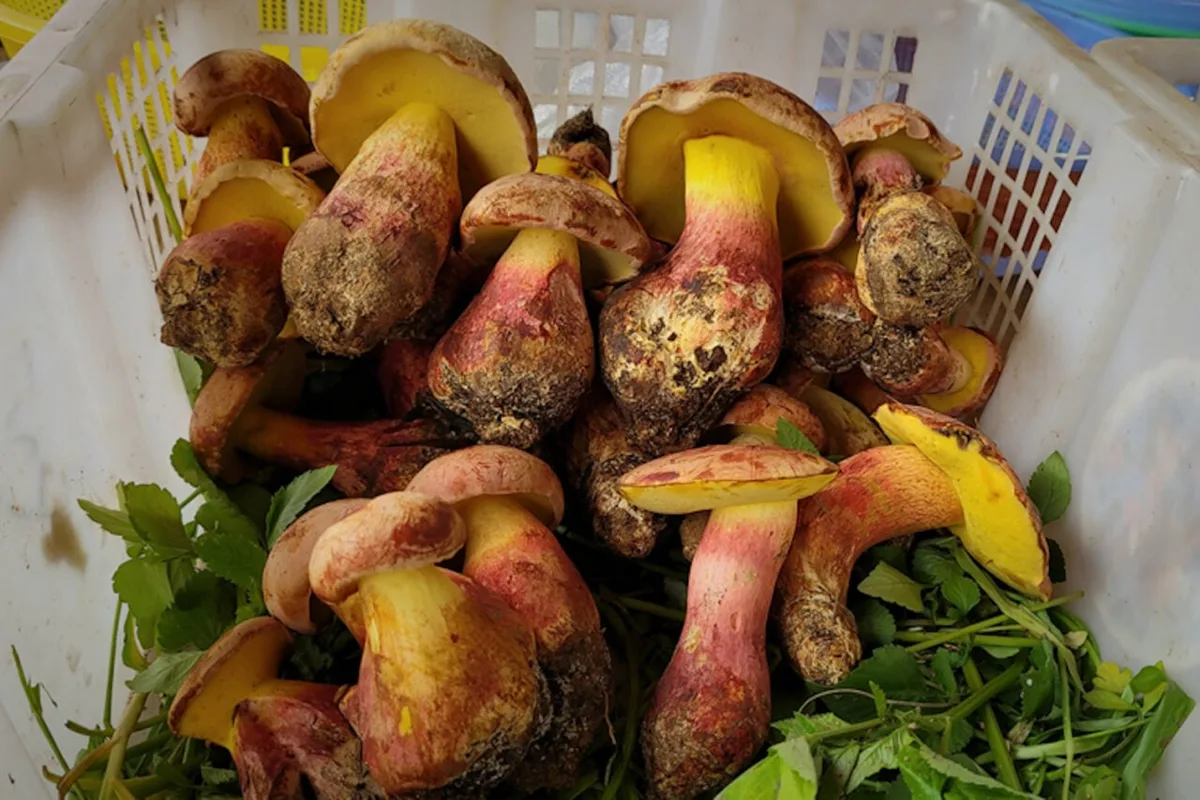 Scientists Identify Mushroom That Makes You Hallucinate ‘Tiny People’