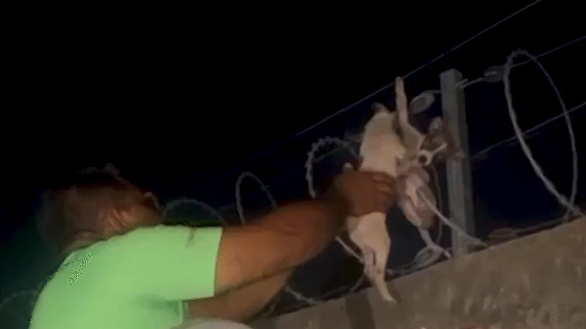 'Foi um desespero', diz empresário após resgatar filhotes de cachorro presos em cerca elétrica no PI