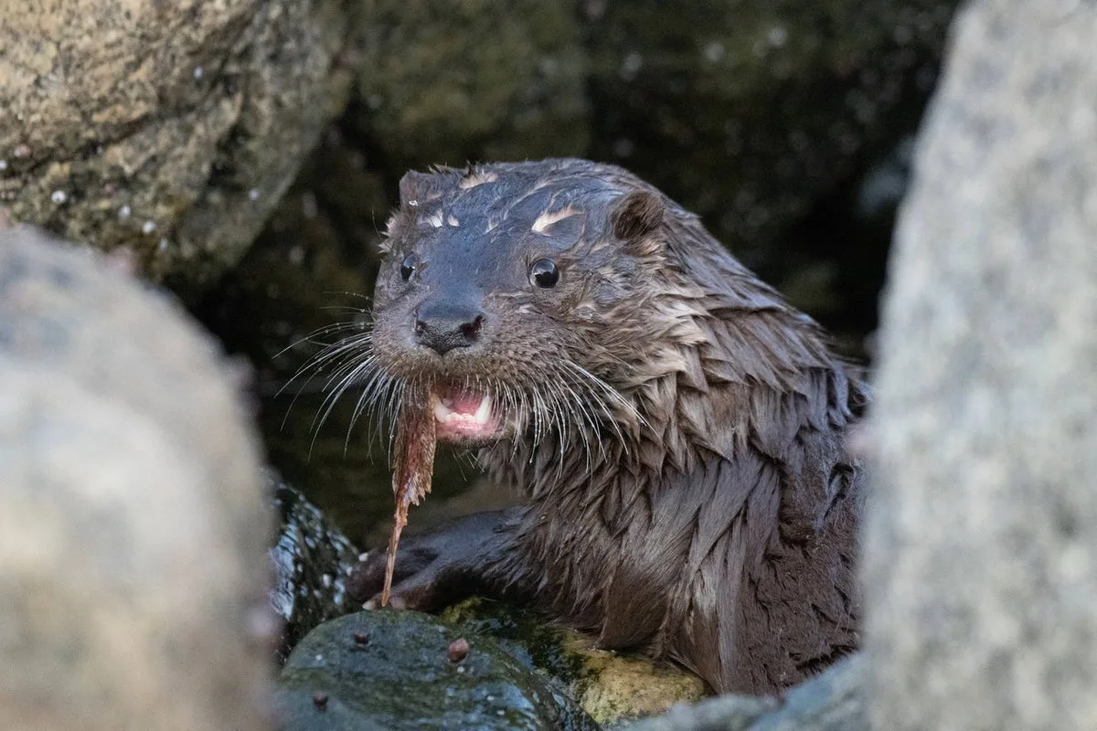 Woman needed 38 stitches after being attacked by an otter: ‘It felt like it was a human’