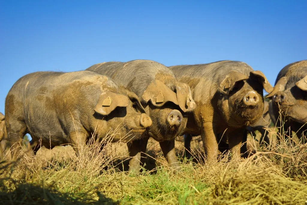"Fondant, rond et long en bouche" : le cochon noir de Bigorre sauvé de l'extinction, ou le retour gagnant du jambon star