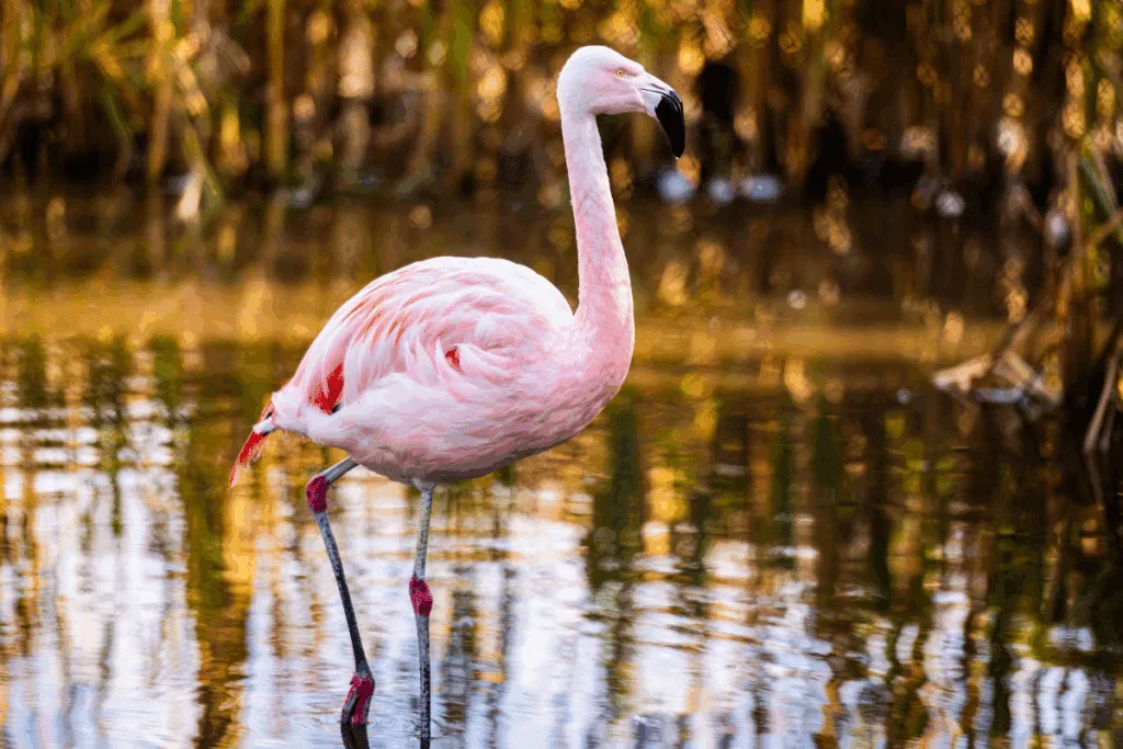 Flamingos nascem rosa? Descubra 7 fatos curiosos sobre essas aves