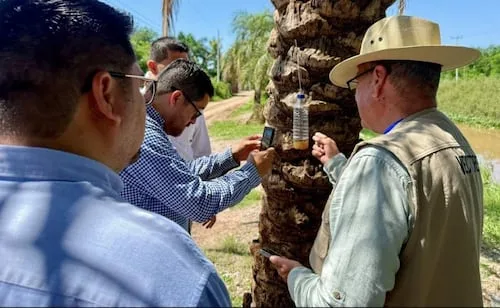 Salud Sinaloa refuerza vigilancia por gusano barrenador en canino de Culiacán; llaman a tener buena higiene animal