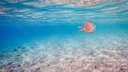 Jusqu'à 6°C au-dessus des normales en Méditerranée : une étude alerte sur la surchauffe des mers européennes cet été, en lien avec le changement climatique