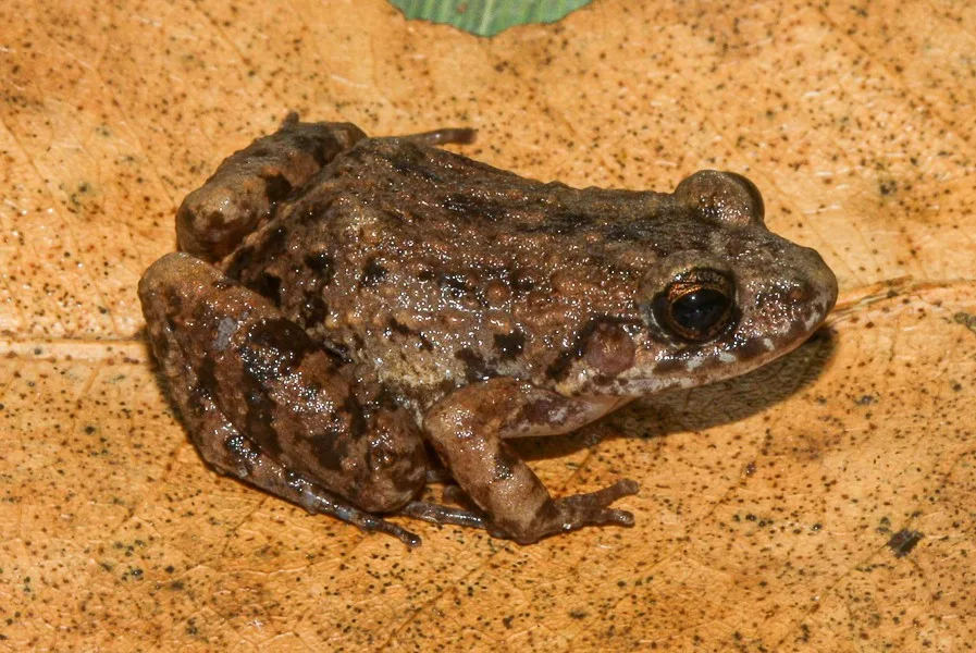 Nova espécie de rã é descoberta em floresta inundada da Amazônia