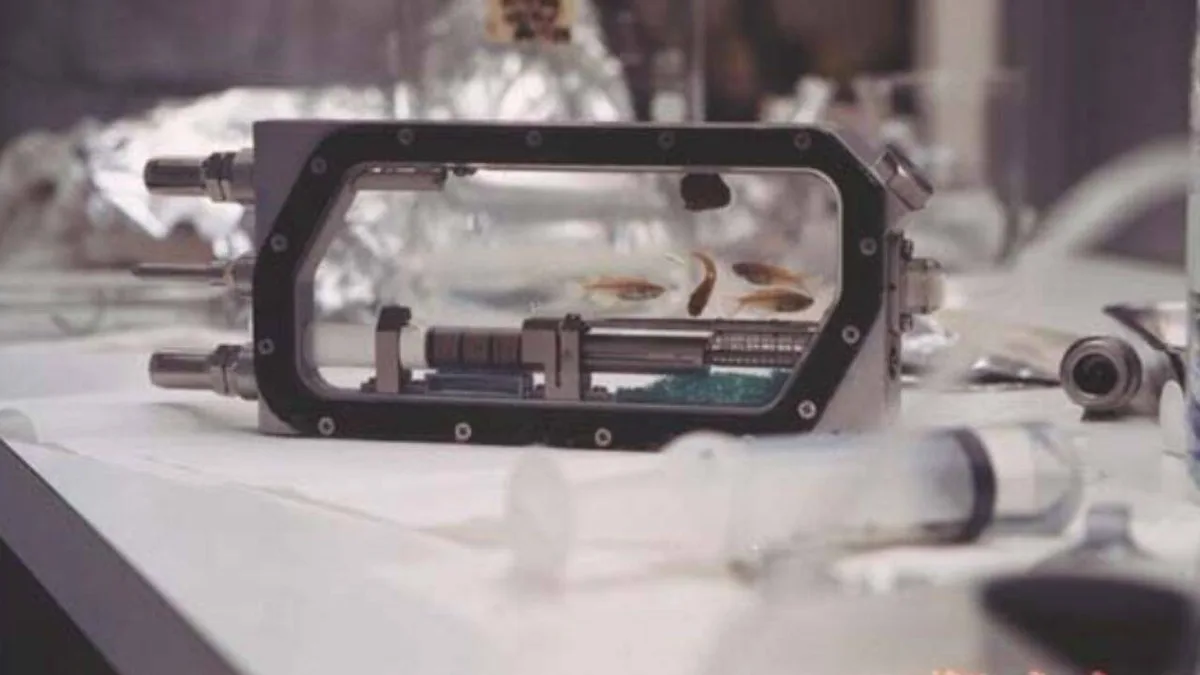 Four medaka fish flew into space in 1994; 43 eggs were laid and eight baby fish hatched