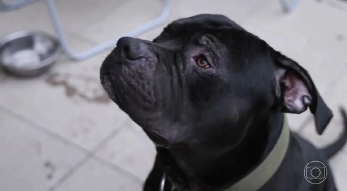 Tutor entra na Justiça para garantir direito de criar cão da raça American Bully em condomínio