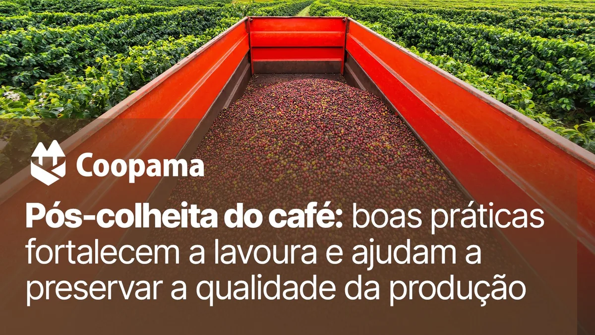 Pós-colheita do café: boas práticas preservam a qualidade da produção