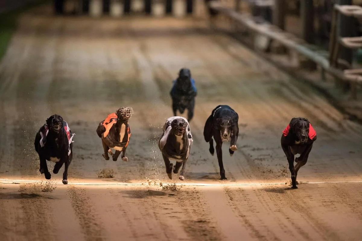 The best greyhound betting sites for 2026