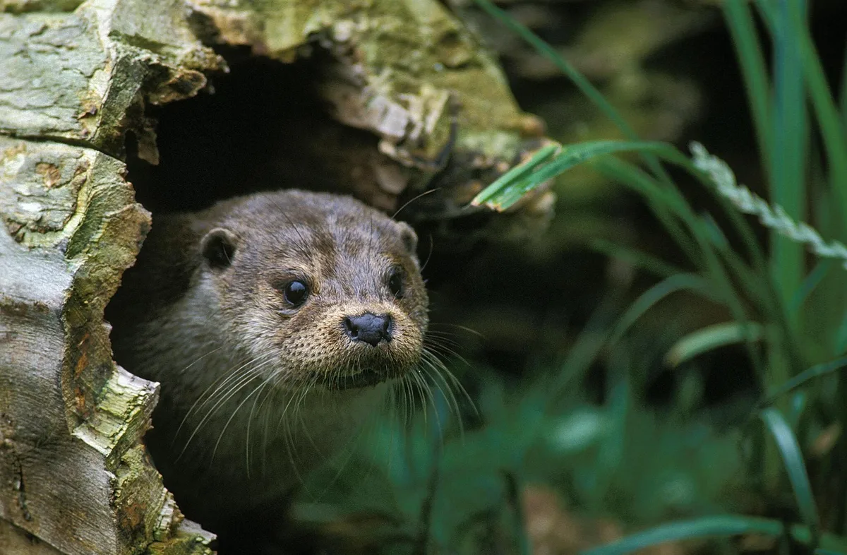 Castor, loutre, posidonie : « quand on protège la nature, elle se rétablit »