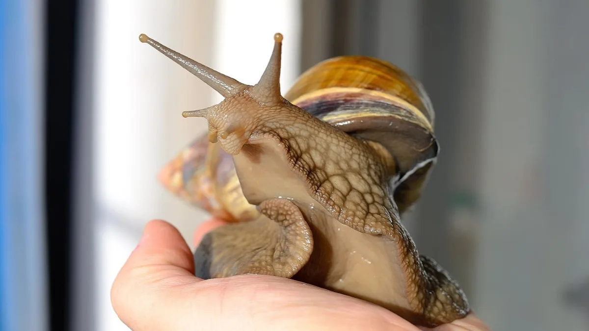 Este caracol gigante es una de las especies invasoras más peligrosas del mundo: su presencia en España obligó en 2023 a emitir una alerta