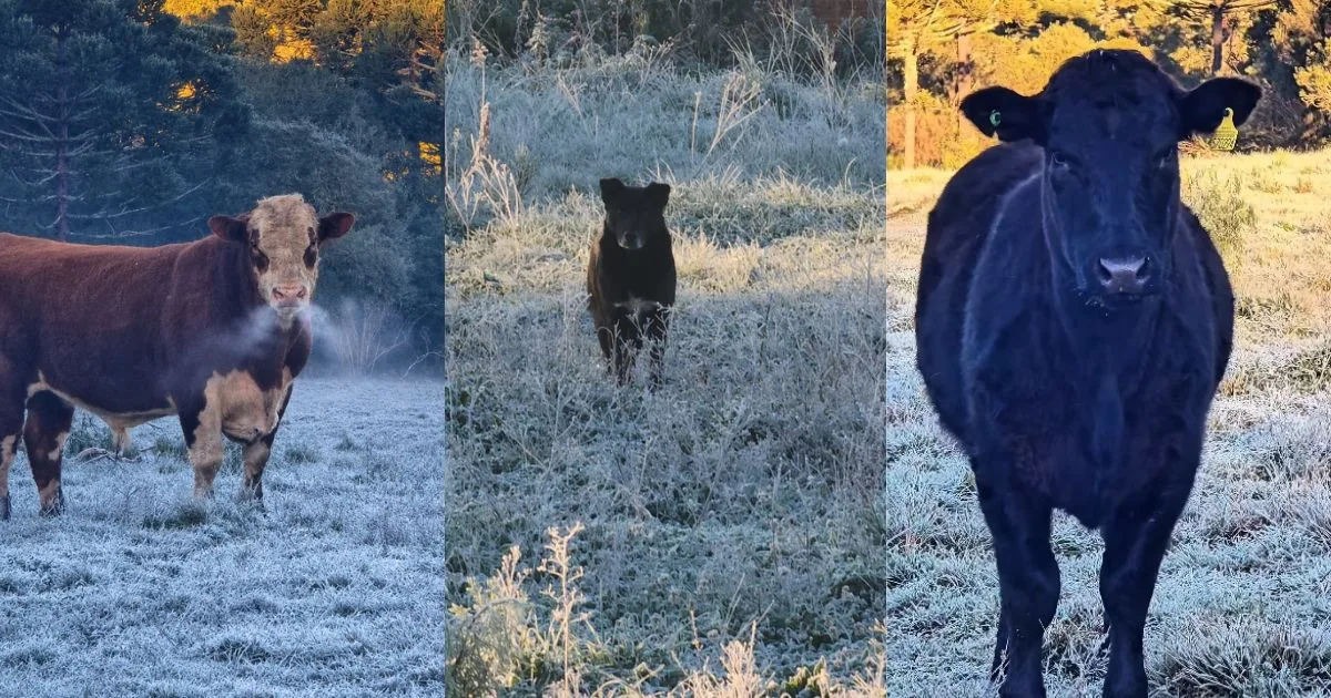 ‘Bafo do touro congelando’: geada cobre paisagem, mas frio intenso não espanta animais na Serra catarinense