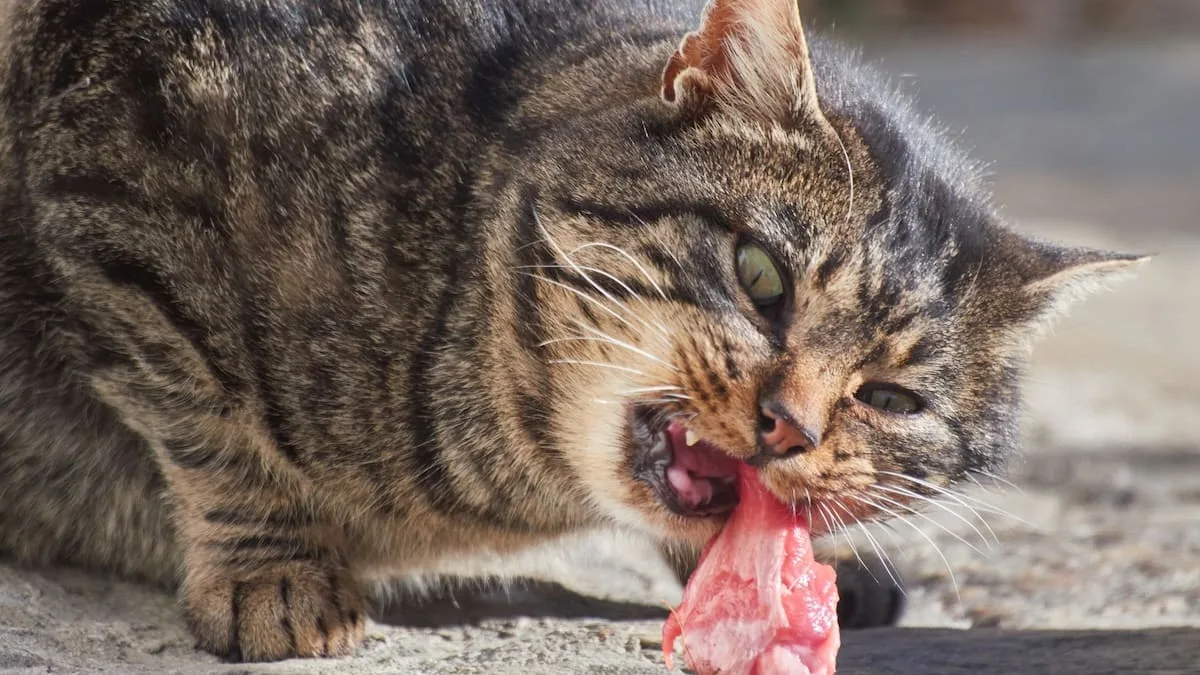 Expertin verrät - Rohes Fleisch für Katzen? Das sollte man beachten