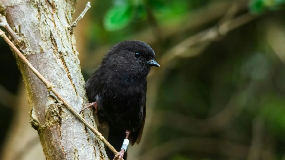 Wahl mit Rekordbeteiligung: Chathamschnäpper ist Neuseelands Vogel des Jahres