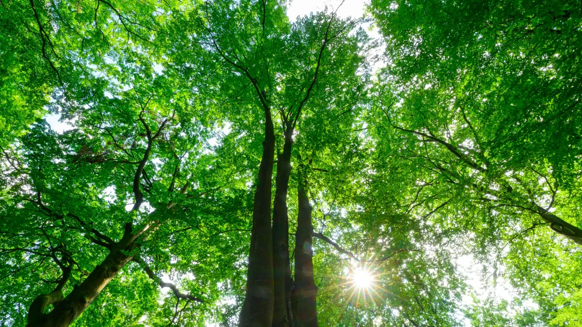 Natur-Wiederherstellung: Warum der Green Deal der EU illusorisch ist