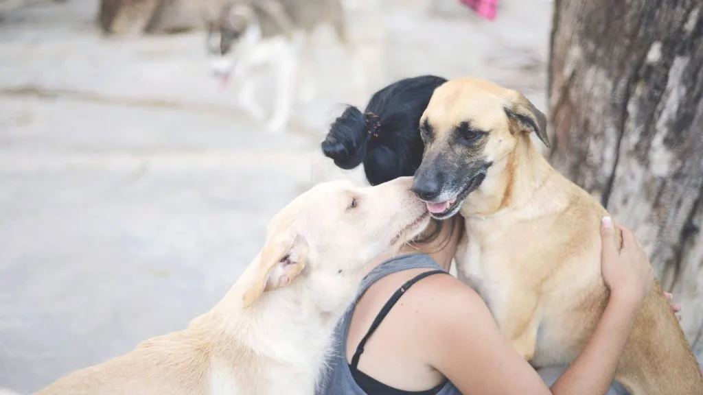 Licença de cães: saiba quanto custa e como renovar em Portugal