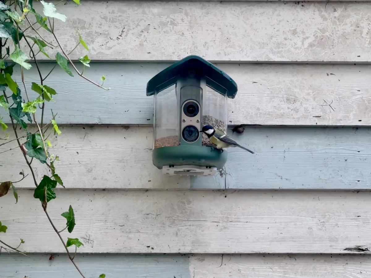 My brief romance with an AI bird feeder
