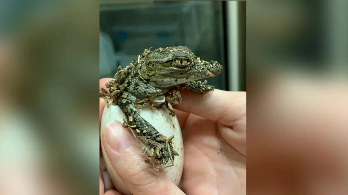 France heatwave: 10 Nile crocodiles hatch on their own for the first time