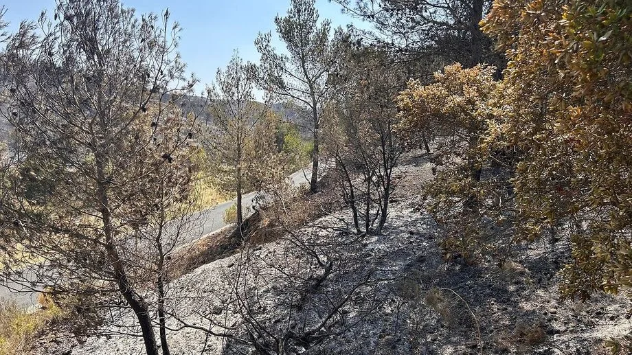 Feux de forêts : cinq départements du Sud en risque "élevé"