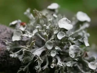 Les lichens, témoins de l’air du temps, sujets de sciences participatives