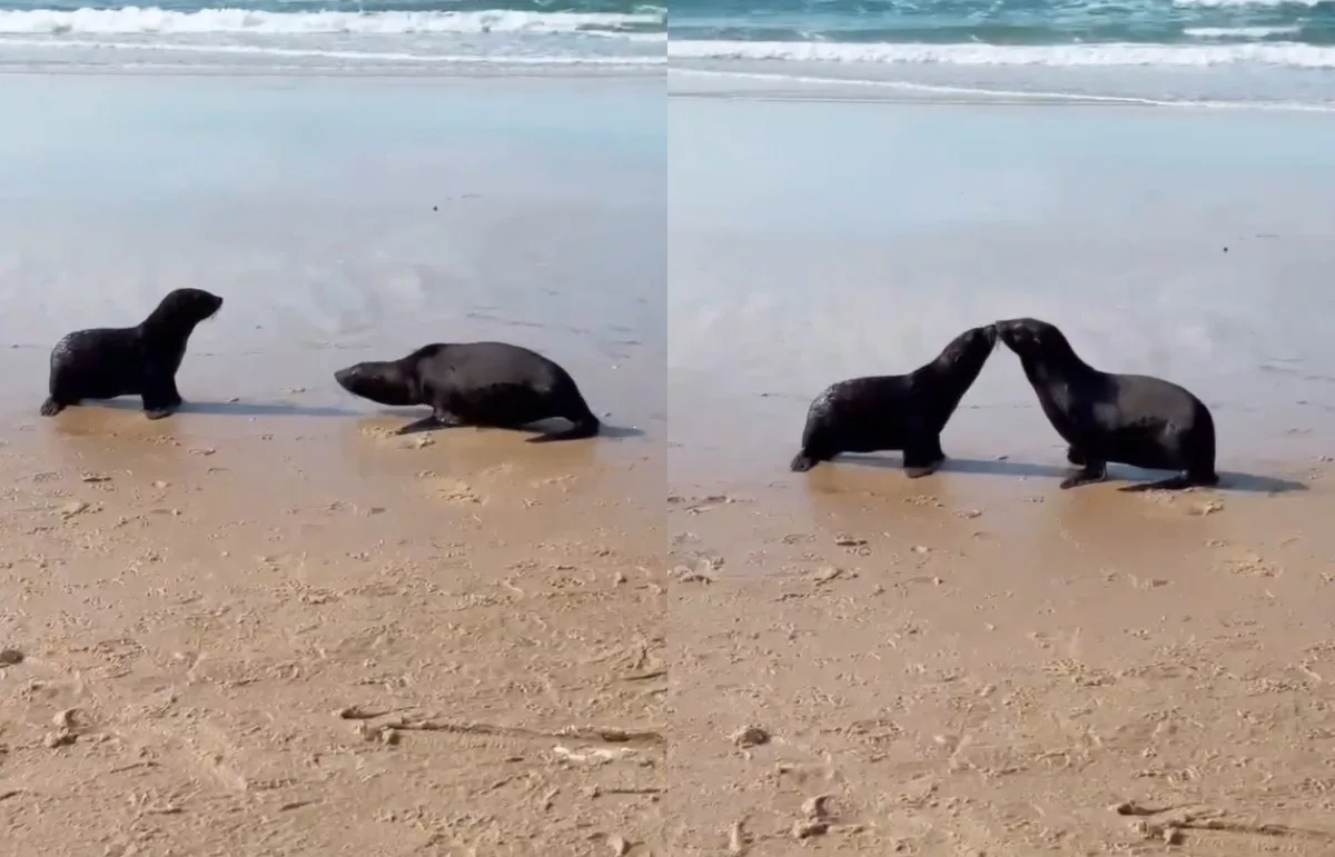 VÍDEO: Lobos-marinhos interrompem corrida ao mar para dar 'beijinho' após soltura em Florianópolis