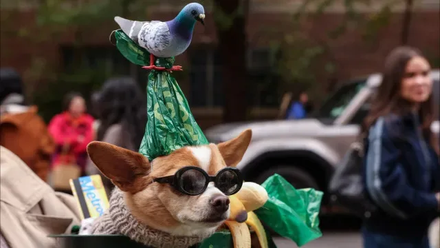 Nova Iorque volta a encher-se de cães (e não só) mascarados. As imagens