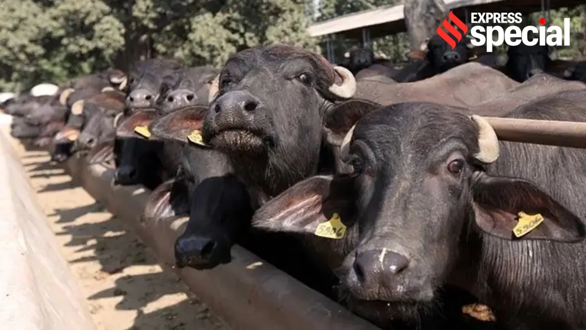 $5-bn success story, and growing: Buffalo meat exports surge