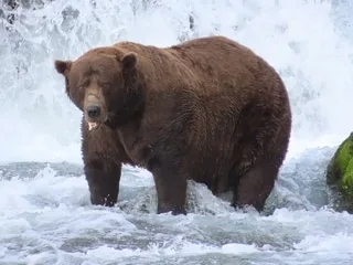 Pourquoi des centaines de milliers d’internautes s’apprêtent-ils à voter pour l’ours brun le plus gras d’Alaska ?
