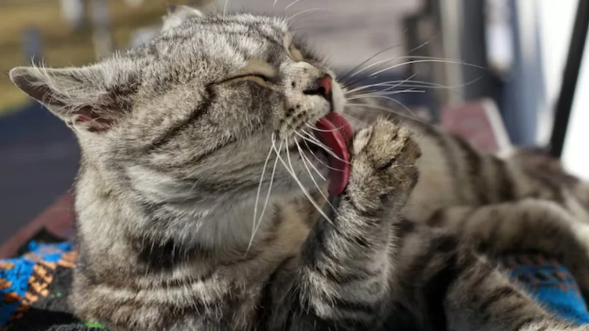 Los veterinarios coinciden: si un gato se lame más seguido en primavera no es sólo por higiene, sino que hay algo que le molesta
