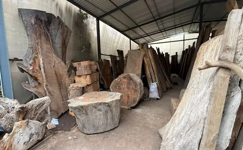 SSC asegura alrededor de 2 mil metros cuadrados de madera en Tlalpan; sellan inmueble