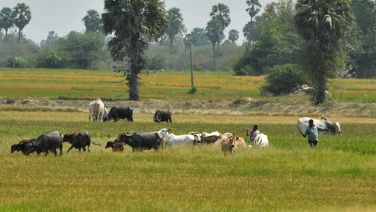 El Nino | Telangana to cultivate fodder in lakes and ponds’ shikam lands to address potential shortage