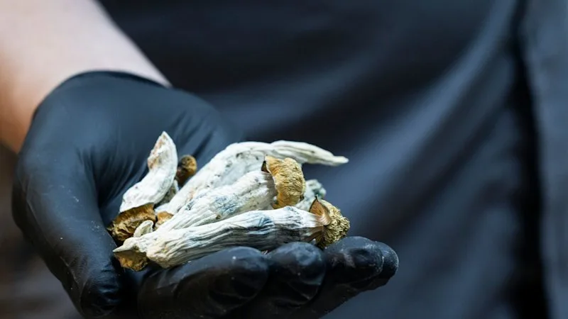 Tripping in an MRI: What our brains look like on magic mushrooms
