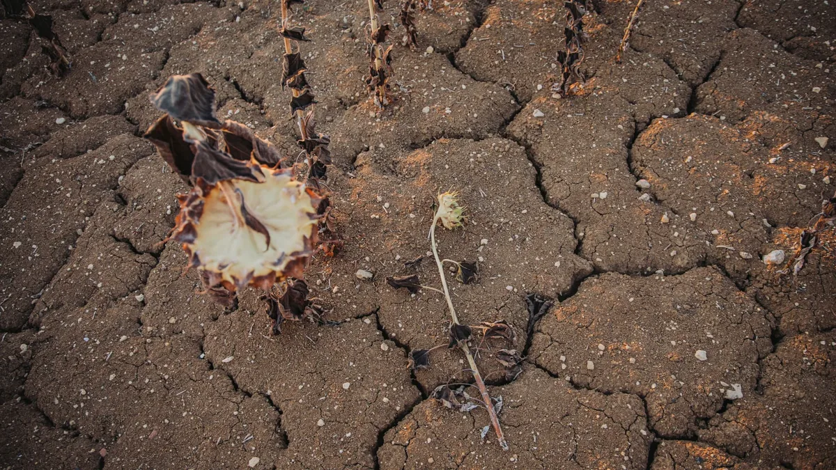 "Notre chiffre d'affaires va être divisé par trois": minés par les canicules à répétition et la sécheresse, les agriculteurs français à la peine