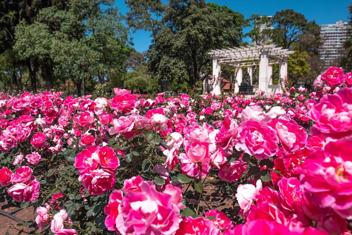 Cuándo se podan las rosas en la Argentina y los 6 puntos claves que hay que tener en cuenta antes de empezar