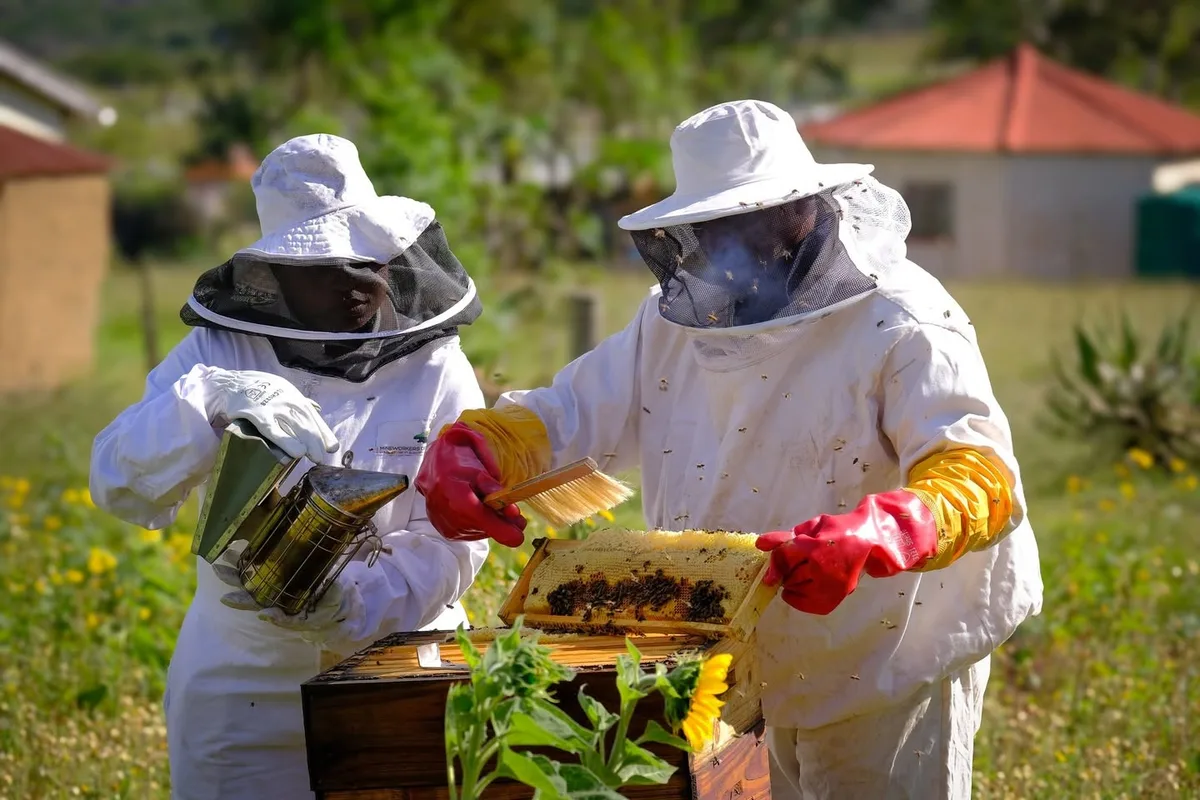 HONEY MONEY: Beekeeping is creating a buzz around economic transformation efforts