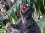 Move over, Pavarotti! World's only singing lemur opens its mouth wider on higher notes - just like a trained soprano