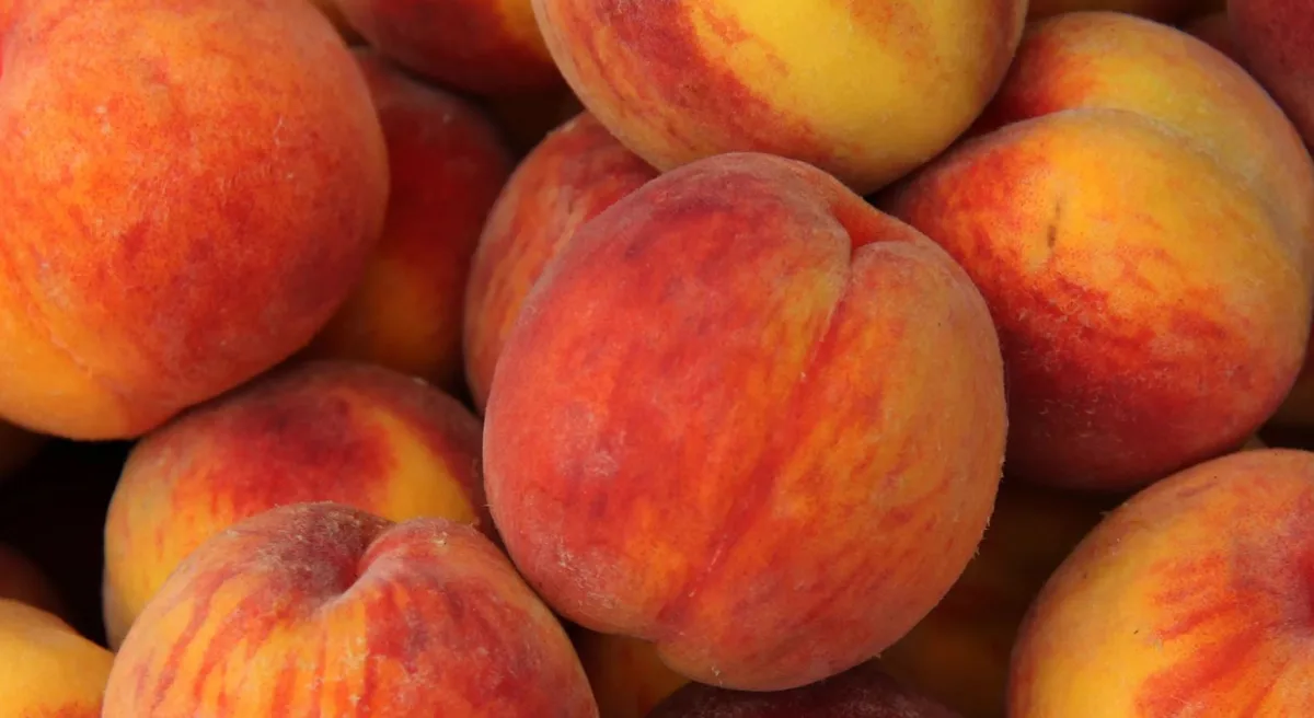 Entenda as diferenças no consumo do pêssego em lata, fruta fresca ou seca