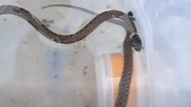 Tem avistado cobras? Não é de admirar, ICNF explica porquê
