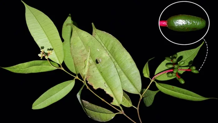 Descubren en Oxapampa nueva especie de árbol que sería endémica del Perú y habita en tres áreas naturales protegidas
